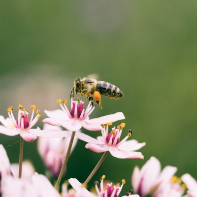 Photo by Aaron Burden shallow focus photography of bee on flower